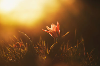 Close-up of orange flower on field during sunset