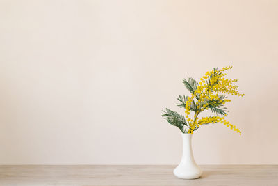 Beautiful yellow mimosa flower blooms in a white porcelain vase in spring. copy space