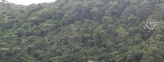 High angle view of trees in forest