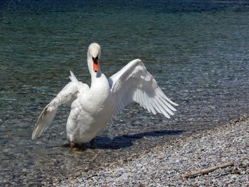 Swans on the beach