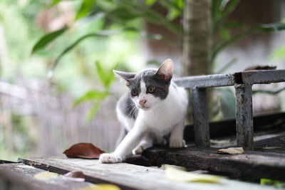 Portrait of a cat on wooden railing