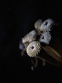 Close-up of mushrooms growing against black background