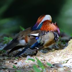 Close-up of birds perching on a field