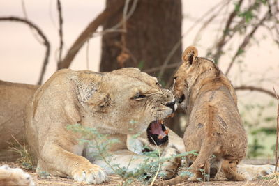 Playful lioness with cub on field