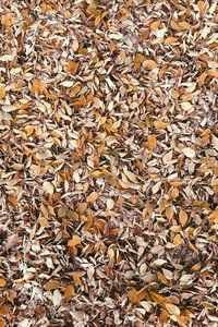 Full frame shot of fallen maple leaves