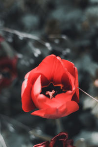 Close-up of red rose flower