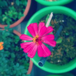 Close-up of pink flower