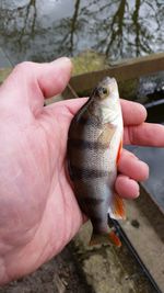 Close-up of person holding dead fish in hand