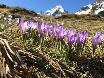 Close-up of purple crocus flowers on field