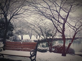 Empty bench with bare trees in background