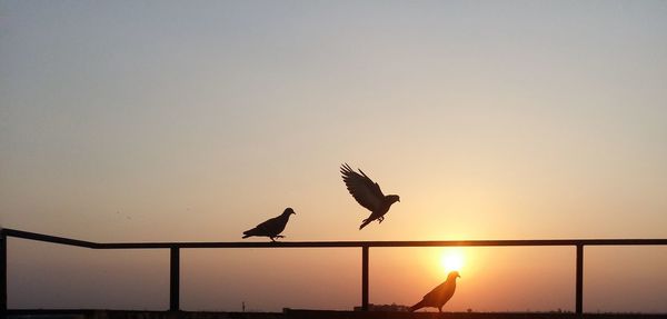 Silhouette of bird flying against sky during sunset