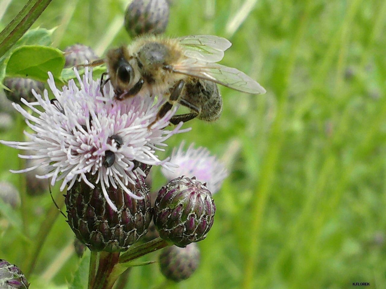 animal themes, flower, animals in the wild, one animal, insect, wildlife, pollination, beauty in nature, focus on foreground, close-up, fragility, freshness, growth, nature, plant, petal, butterfly - insect, symbiotic relationship, flower head, bee