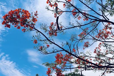 Low angle view of cherry blossoms against sky