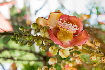 Close-up of flowering plant