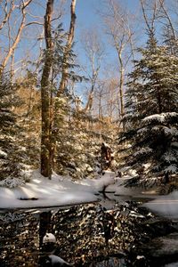 Snow covered trees in forest