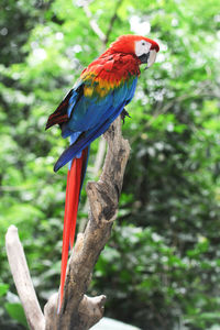 Close-up of parrot perching on tree