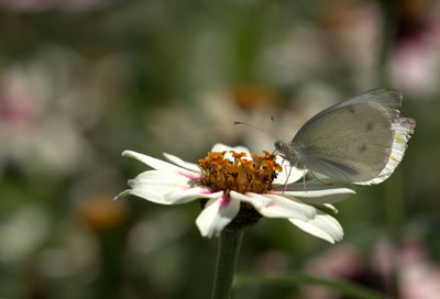 Close-up of butterfly pollinating on flower