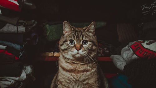 Close-up portrait of tabby cat