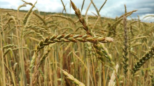 Close-up of wheat growing on field against sky