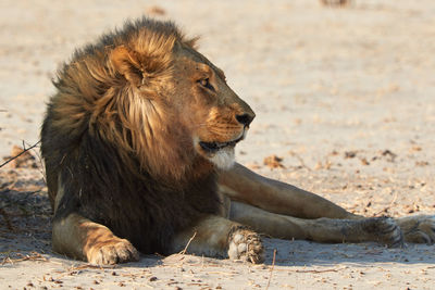 Big kalahari lion lying in the shade