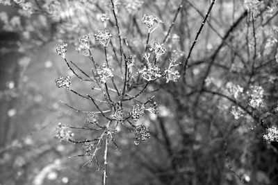 Close-up of flower on tree