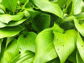 Full frame shot of fresh green leaves