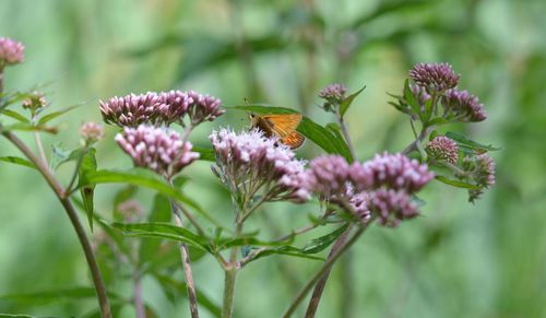 Close-up of butterfly pollinating on pink flower