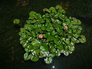 High angle view of flowering plant