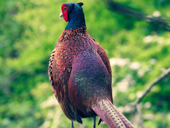 Close-up of a bird perching on a field