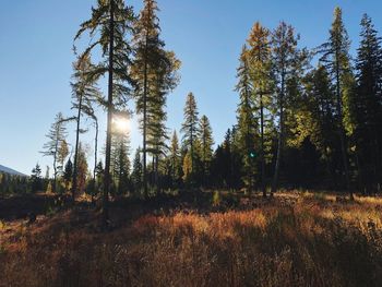 Trees in forest against sky