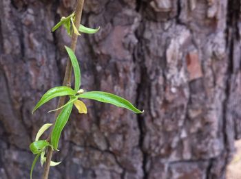 Close-up of plant