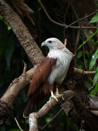 Close-up of eagle perching on branch