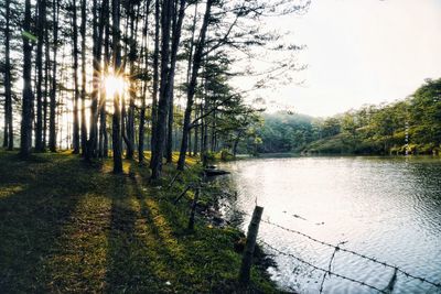 Scenic view of forest against bright sun