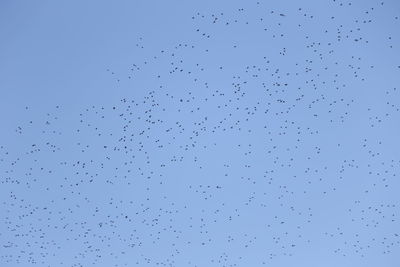 Low angle view of birds flying against blue sky