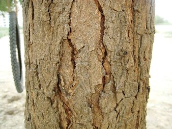 Close-up of tree trunk
