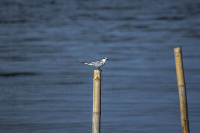 Seagull perching on wooden post in sea