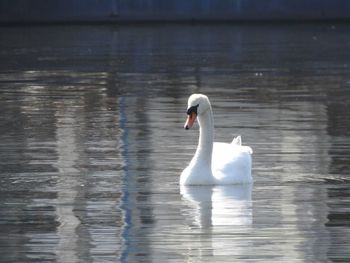 Swan swimming in water