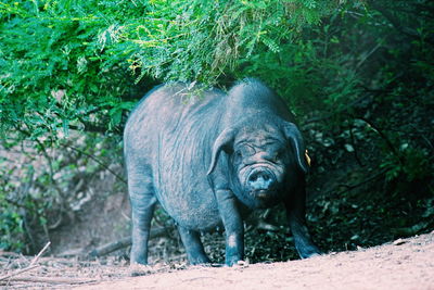 Portrait of pig standing on field