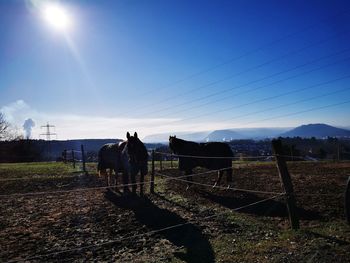 Horses walking in field against sky