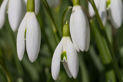 Close-up of white flowers against blurred background