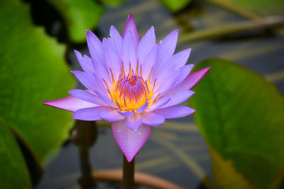 Close-up of lotus water lily in pond