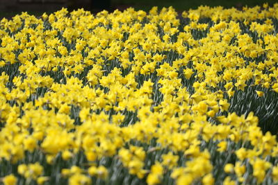 Close-up of yellow flowering plants