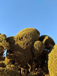 Low angle view of succulent plant against clear blue sky