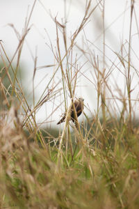 Close-up of mushroom on field