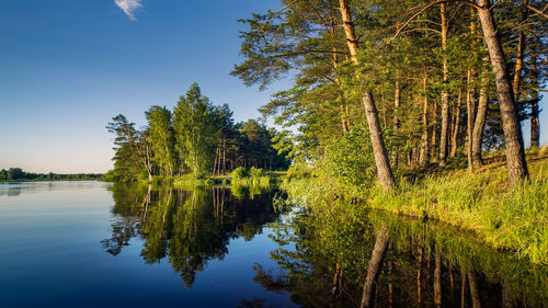 The coastal forest is illuminated by the rising sun and reflected in the water mirror.