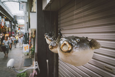 Hanging puffer fish