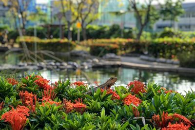 View of birds on lake