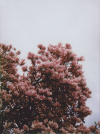 Low angle view of blooming tree