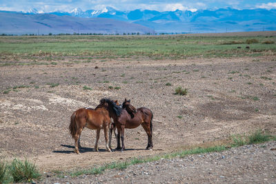 Horses standing on land