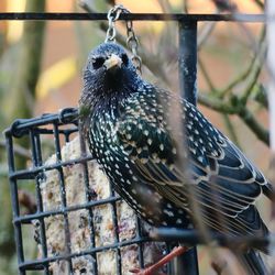 Close-up of bird perching on feeder